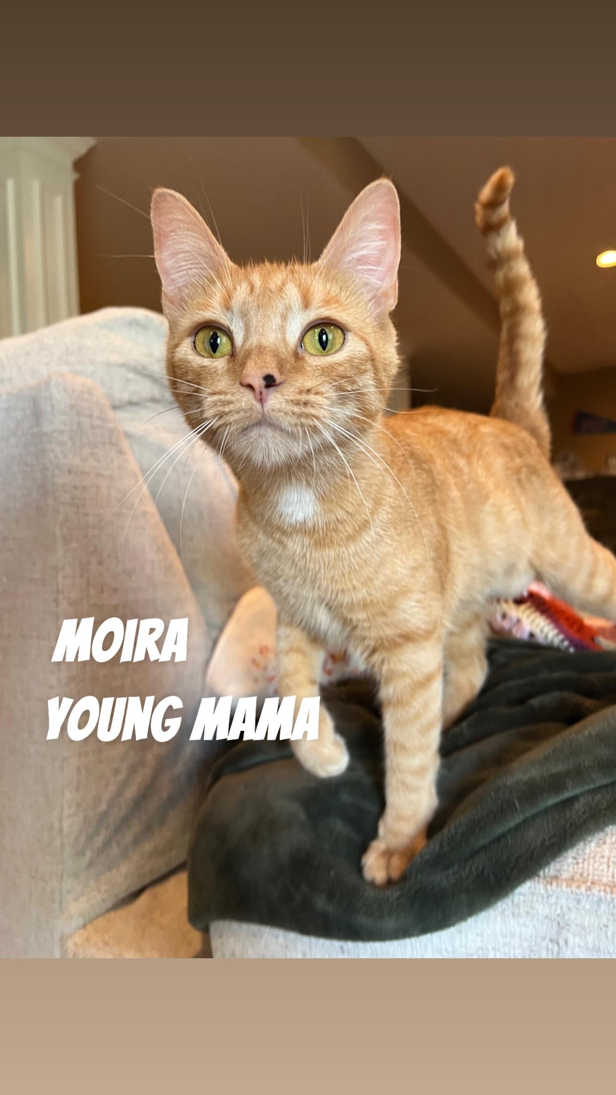 Moira, a Adoptable Domestic Short Hair in Cincinnati, OH image 3/4