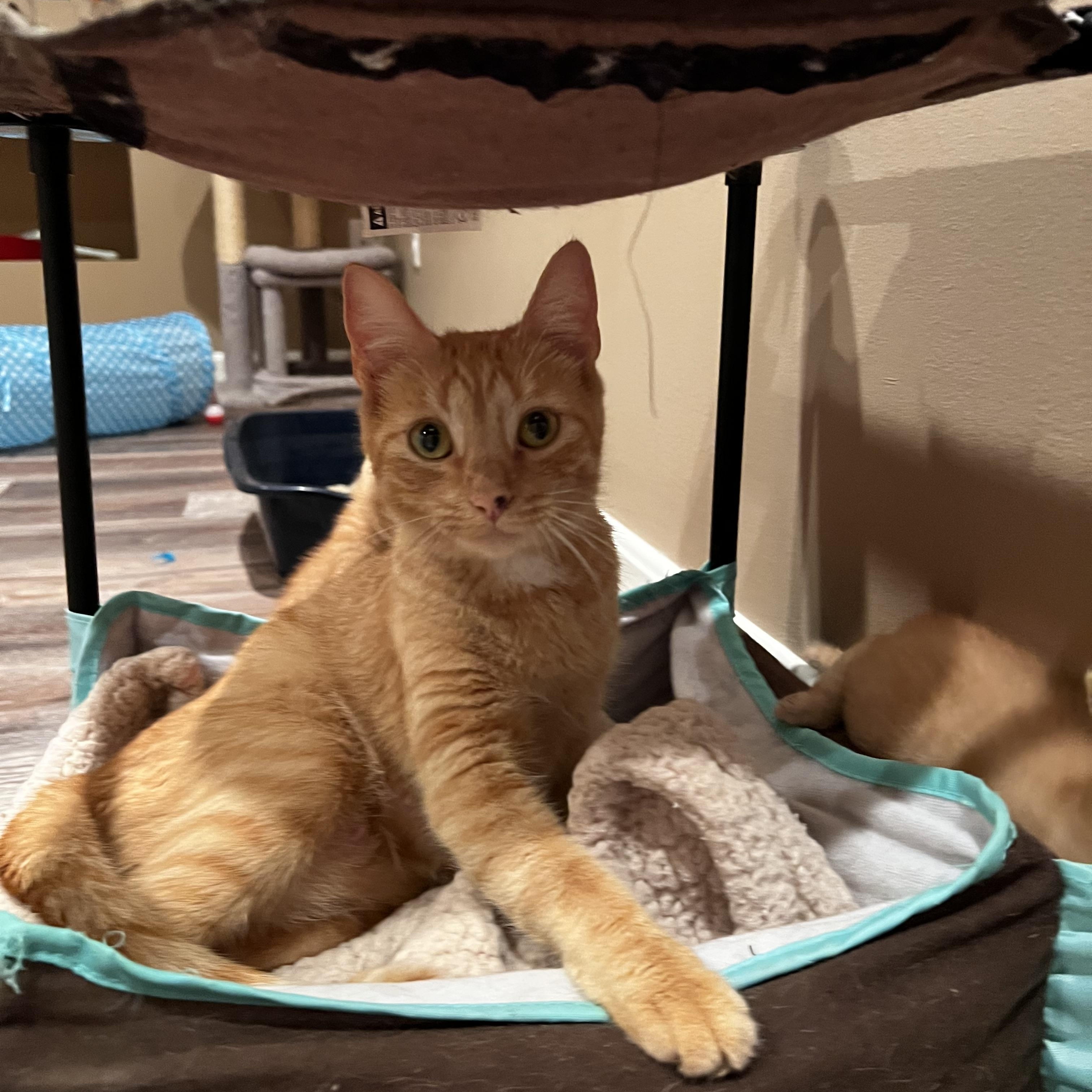 Moira, a Adoptable Domestic Short Hair in Cincinnati, OH image 4/4