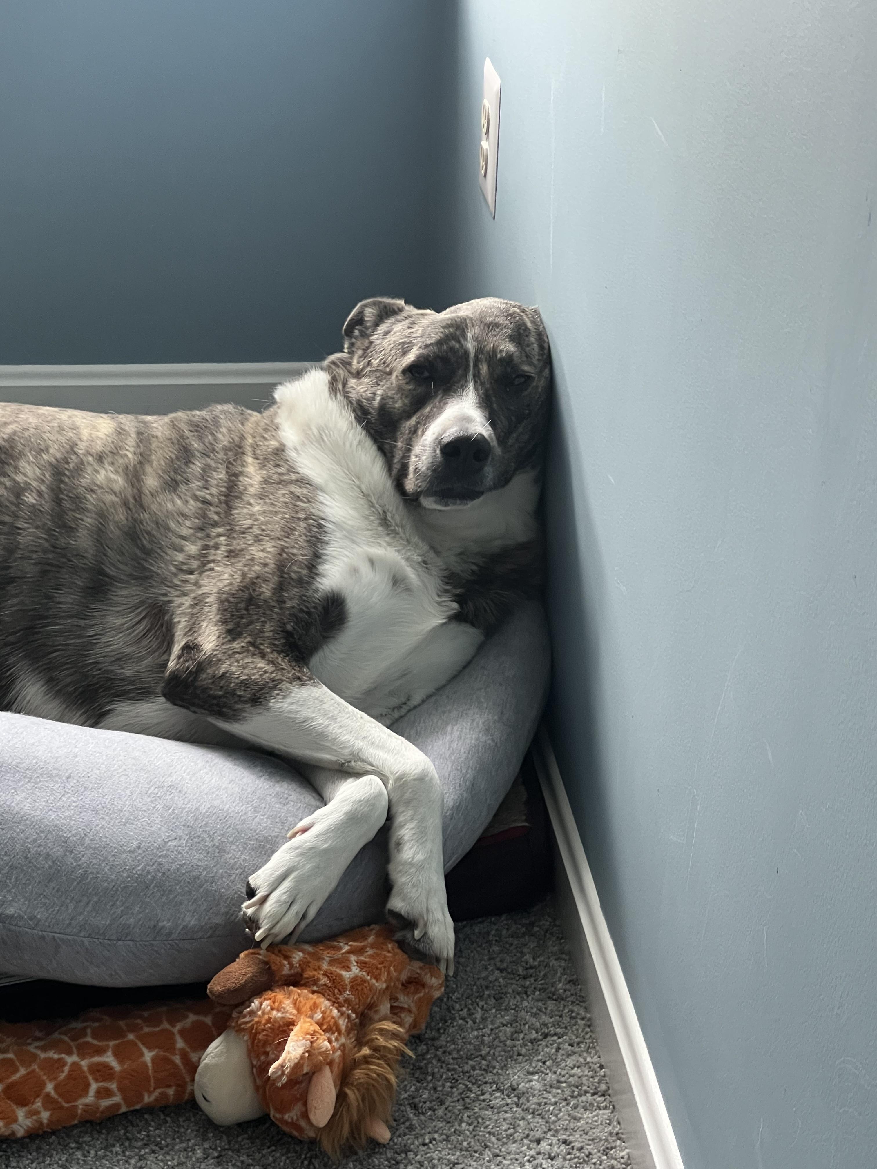 Chickie, a ADOPTABLE Great Pyrenees in Farmingdale, NJ image 5/5