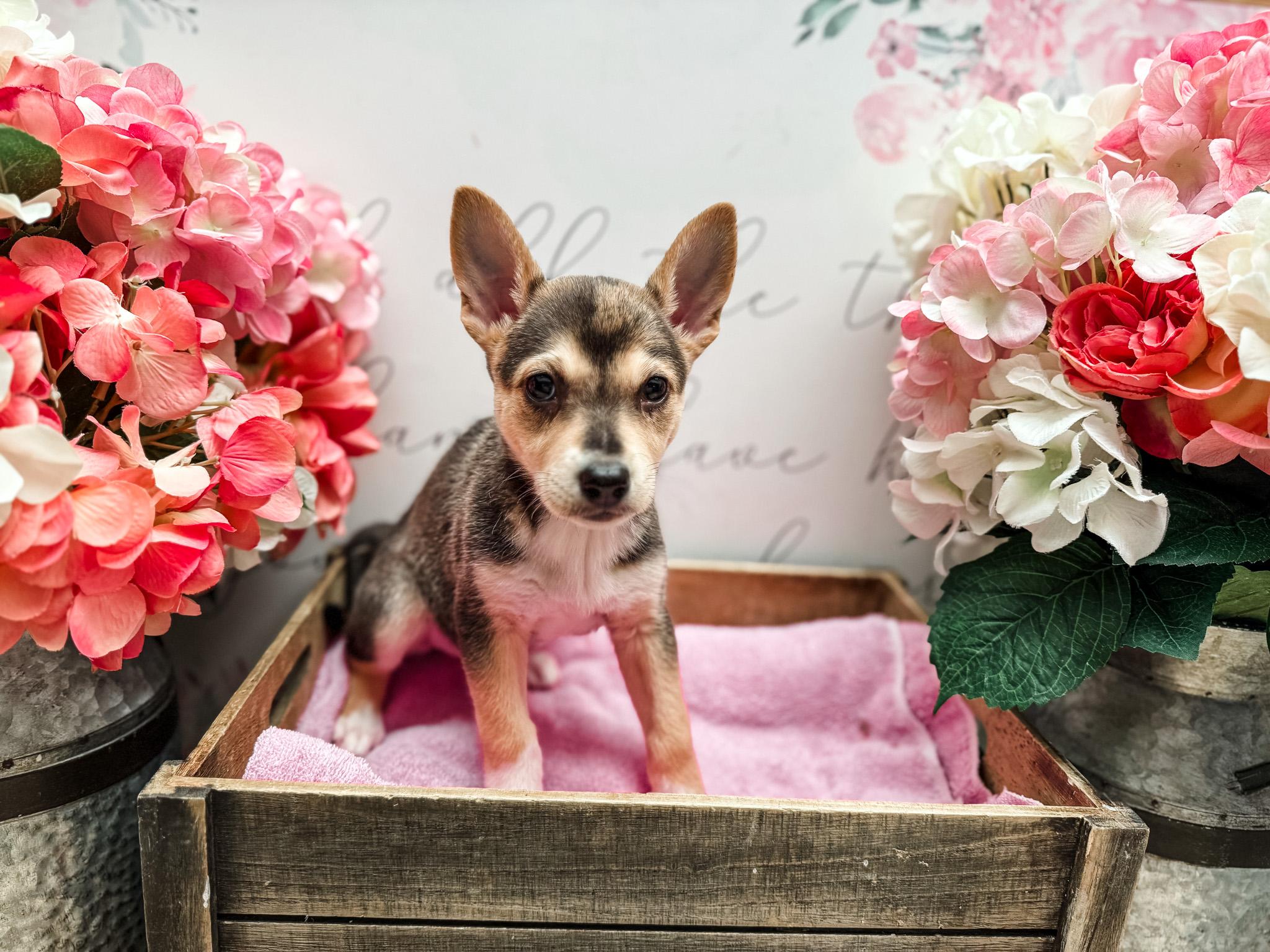Pecan, a Adoptable mixed breed in Newberg, OR image 3/3