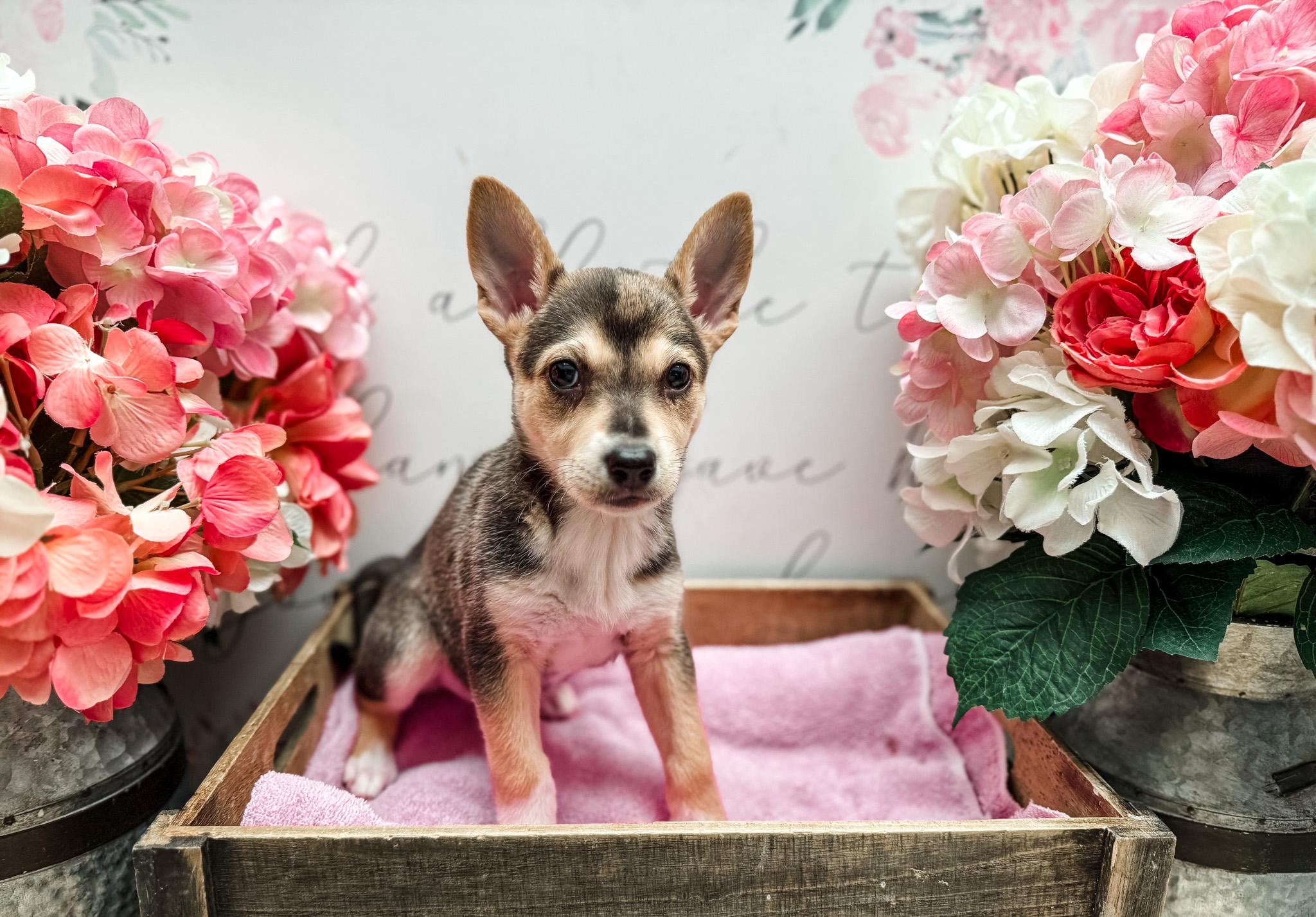 Pecan, a Adoptable mixed breed in Newberg, OR image 2/3
