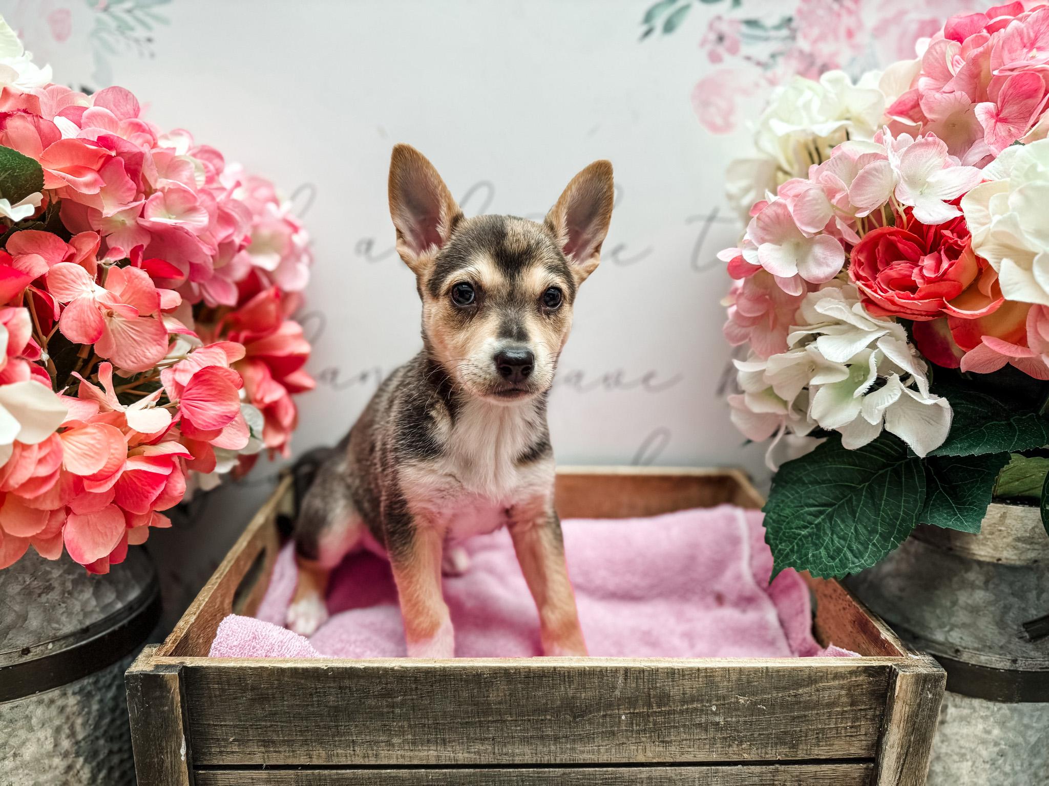 Pecan, Adoptable, Puppy Female Mixed Breed & Chihuahua.