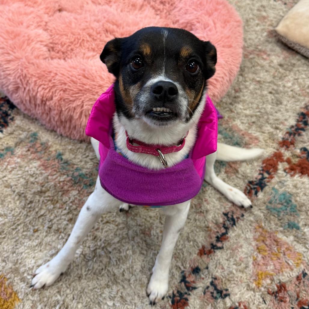 Montana, Adoptable, Adult Female Rat Terrier.