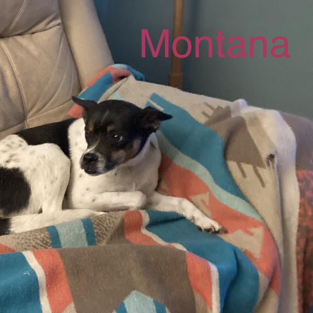 Enlarge Montana, a Adoptable Rat Terrier in Fond Du Lac, WI image 2/5