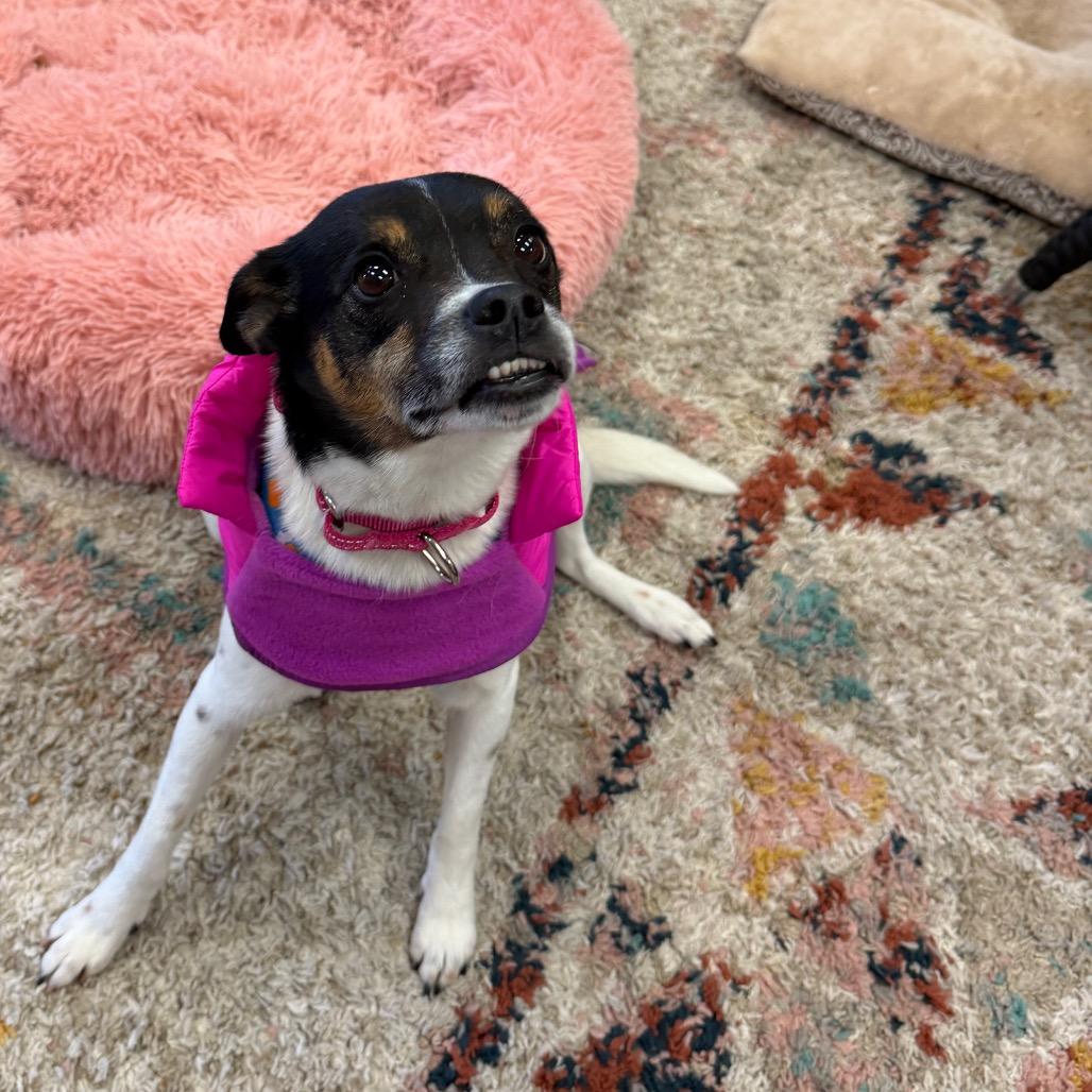 Enlarge Montana, a Adoptable Rat Terrier in Fond Du Lac, WI image 3/5