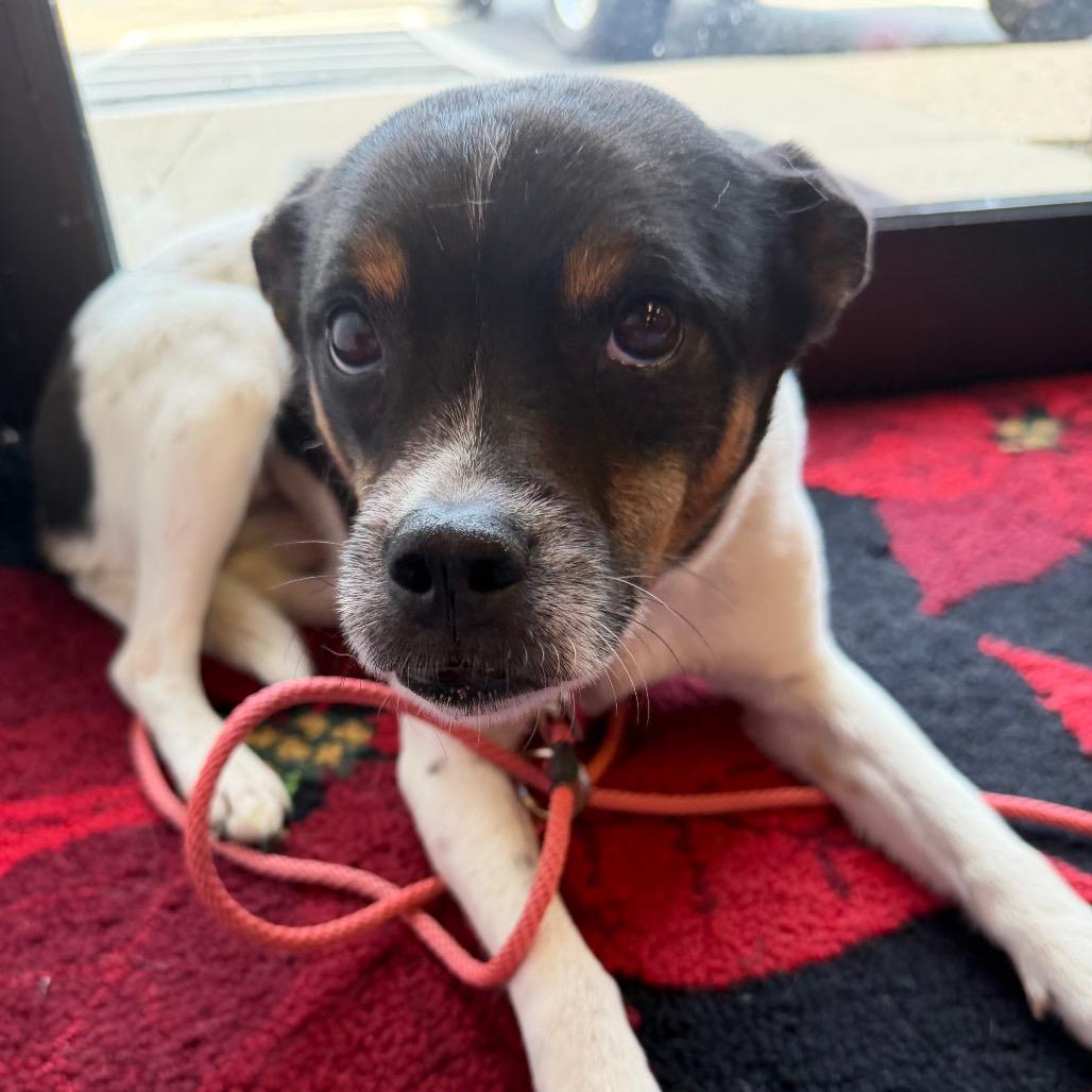 Enlarge Montana, a Adoptable Rat Terrier in Fond Du Lac, WI image 4/5