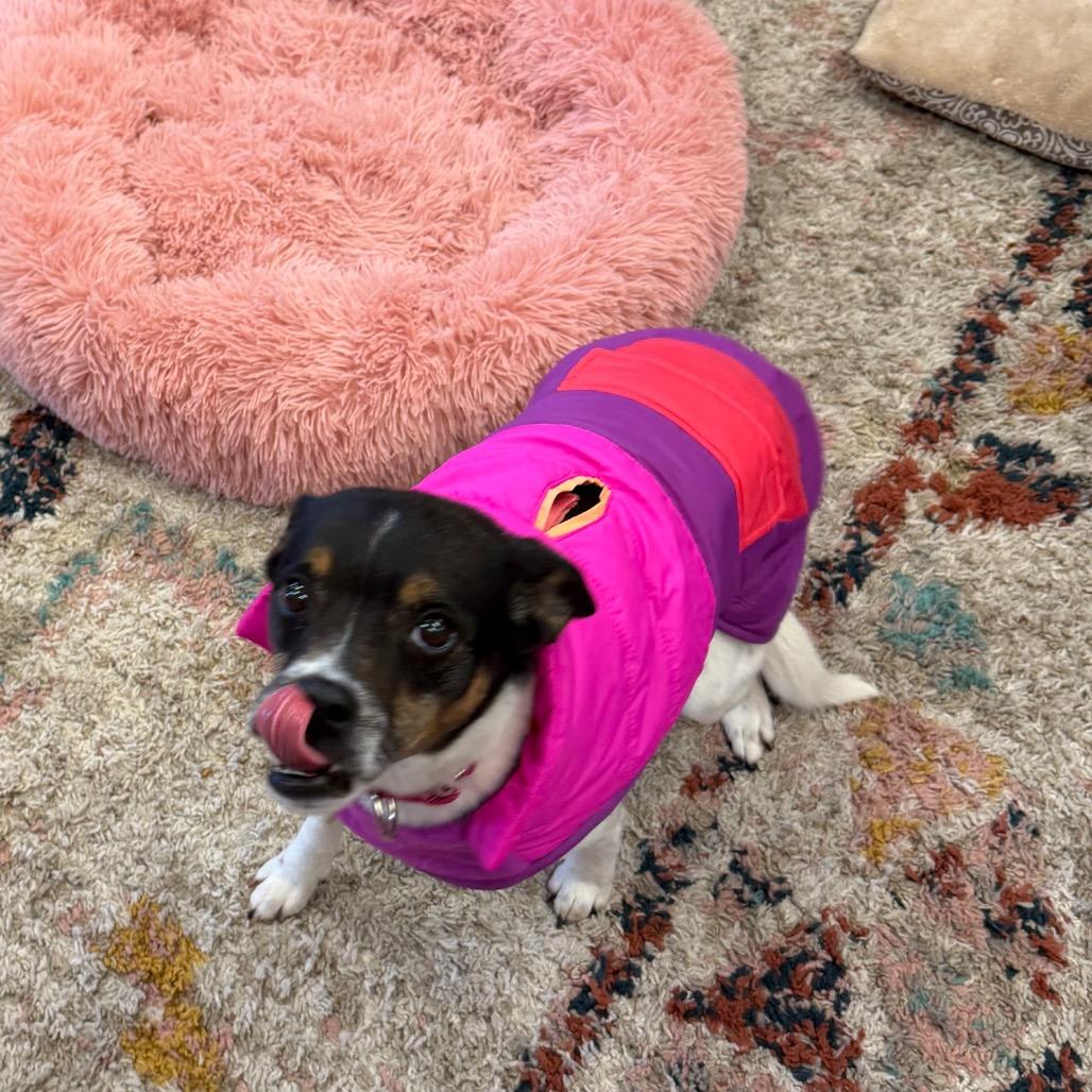 Enlarge Montana, a Adoptable Rat Terrier in Fond Du Lac, WI image 5/5