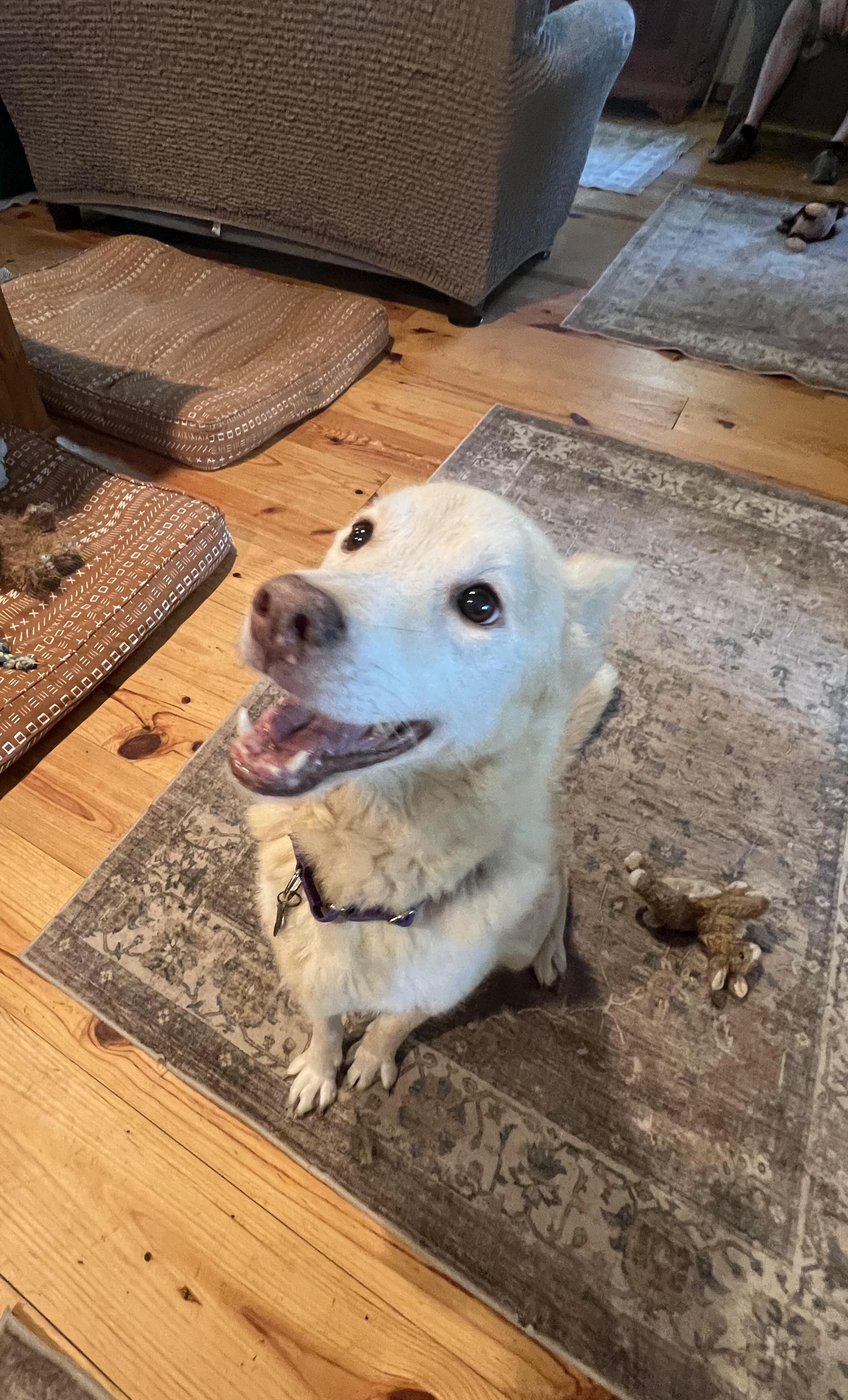 Nilla, an adopted mixed breed in St louis, MO image 6/6