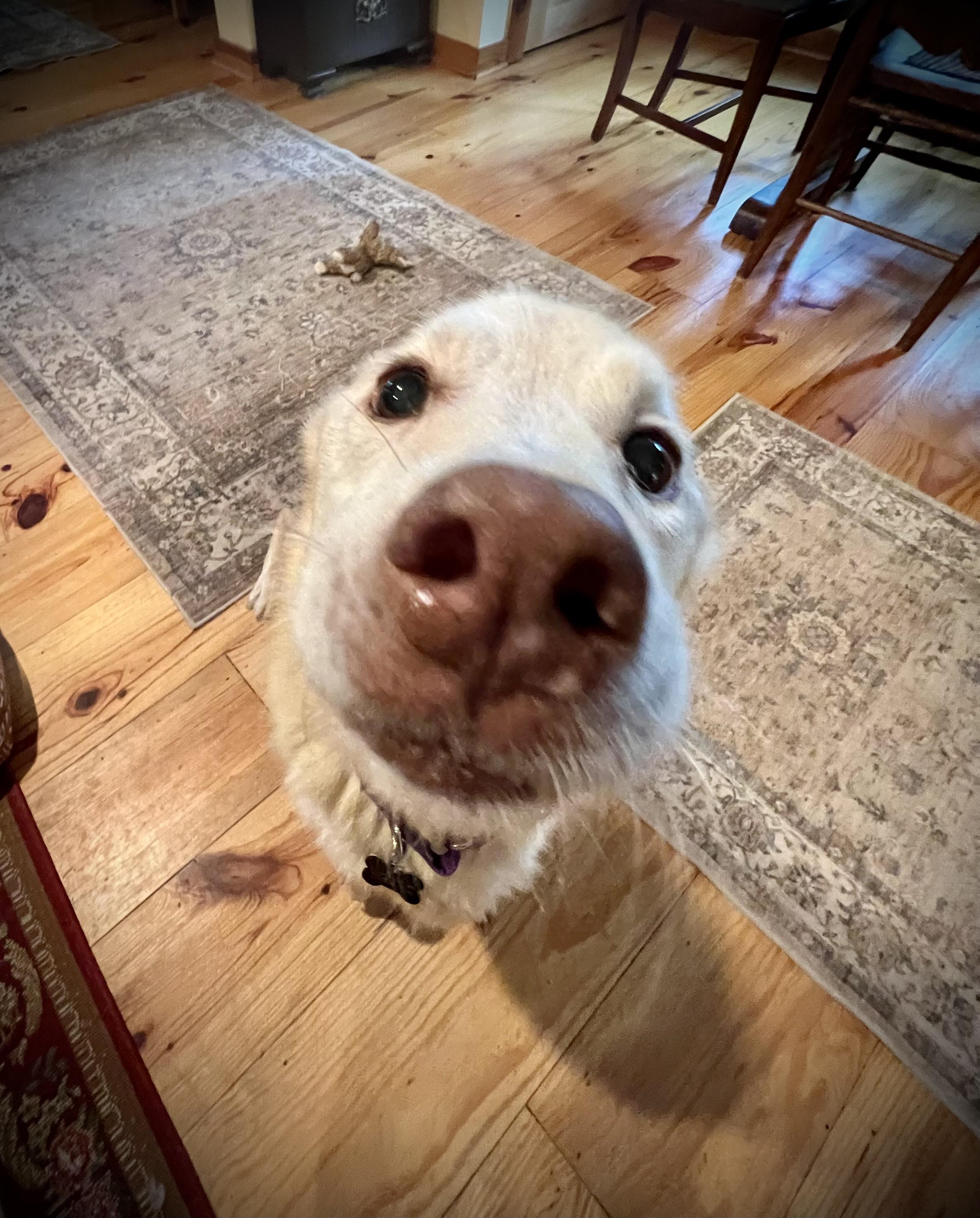 Nilla, an adopted mixed breed in St louis, MO image 3/6