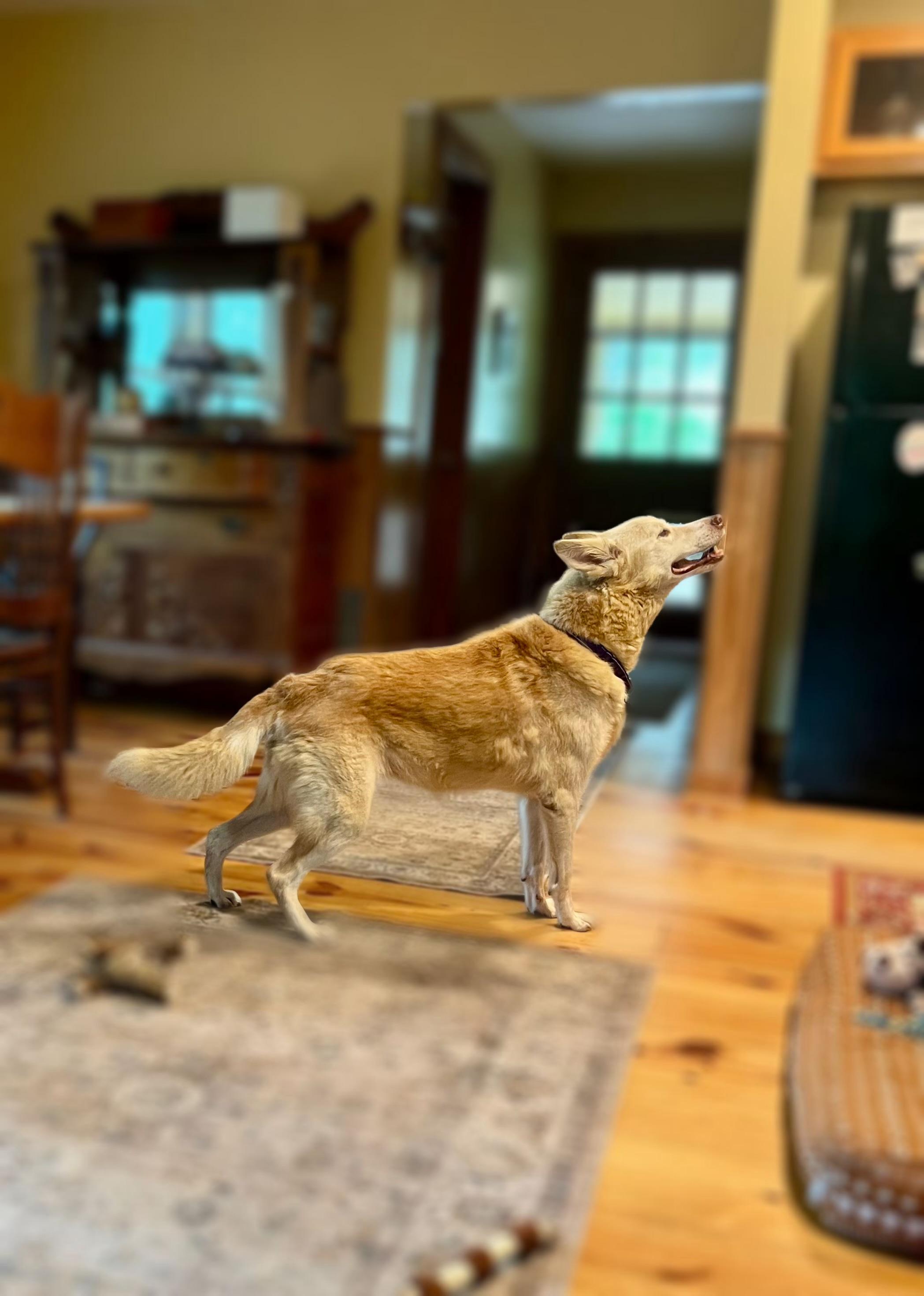 Nilla, an adopted mixed breed in St louis, MO image 5/6