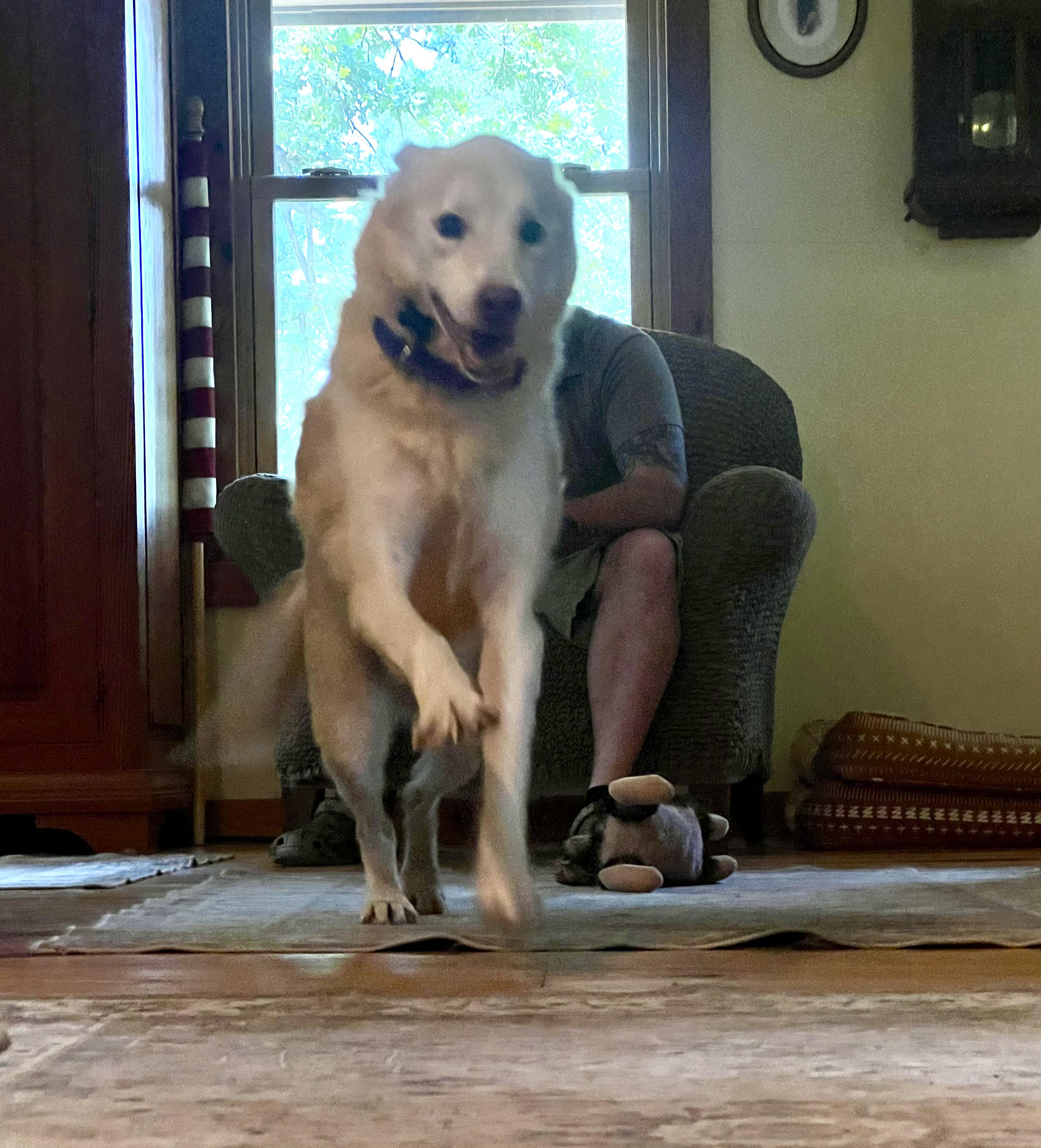 Nilla, an adopted mixed breed in St louis, MO image 2/6