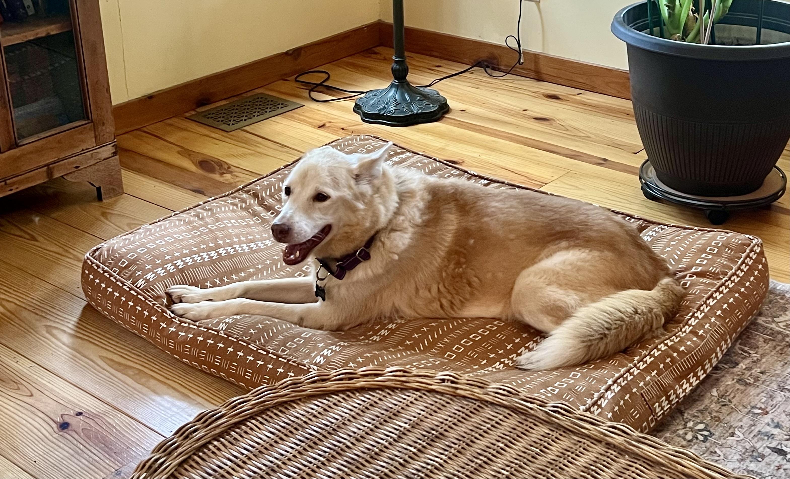 Nilla, an adopted mixed breed in St louis, MO image 4/6