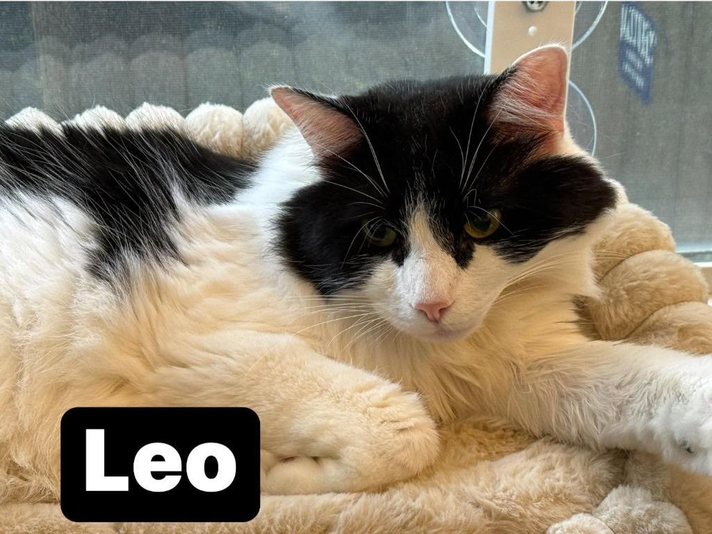 Leo, Adoptable, Adult Male Domestic Long Hair.