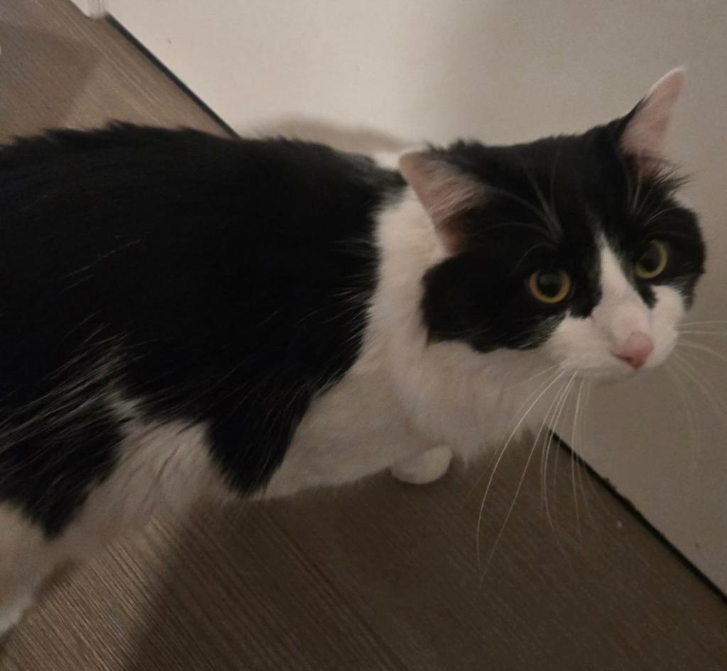 Enlarge Leo, a Adoptable mixed breed in Libertyville, IL image 1/5