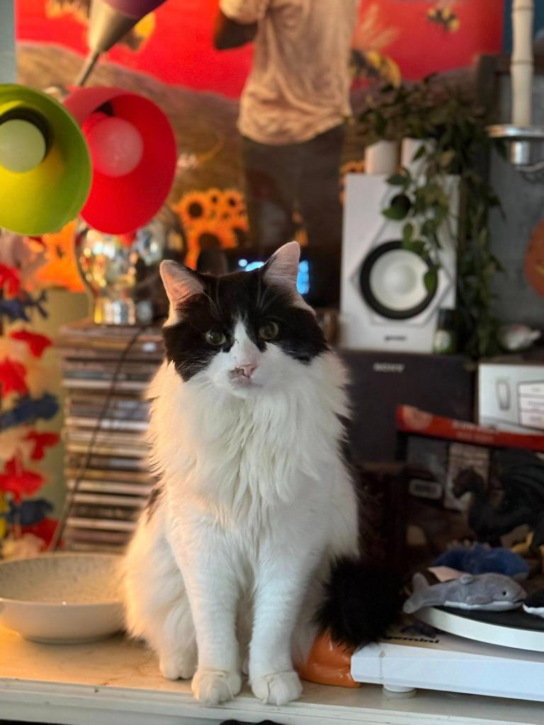 Enlarge Leo, a Adoptable mixed breed in Libertyville, IL image 2/5