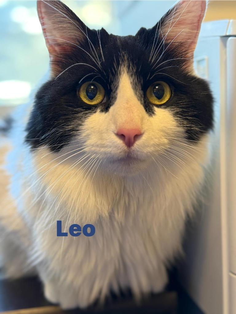 Enlarge Leo, a Adoptable mixed breed in Libertyville, IL image 3/5