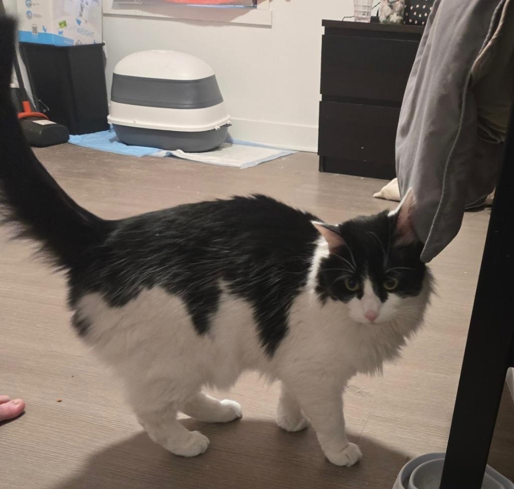 Enlarge Leo, a Adoptable mixed breed in Libertyville, IL image 4/5