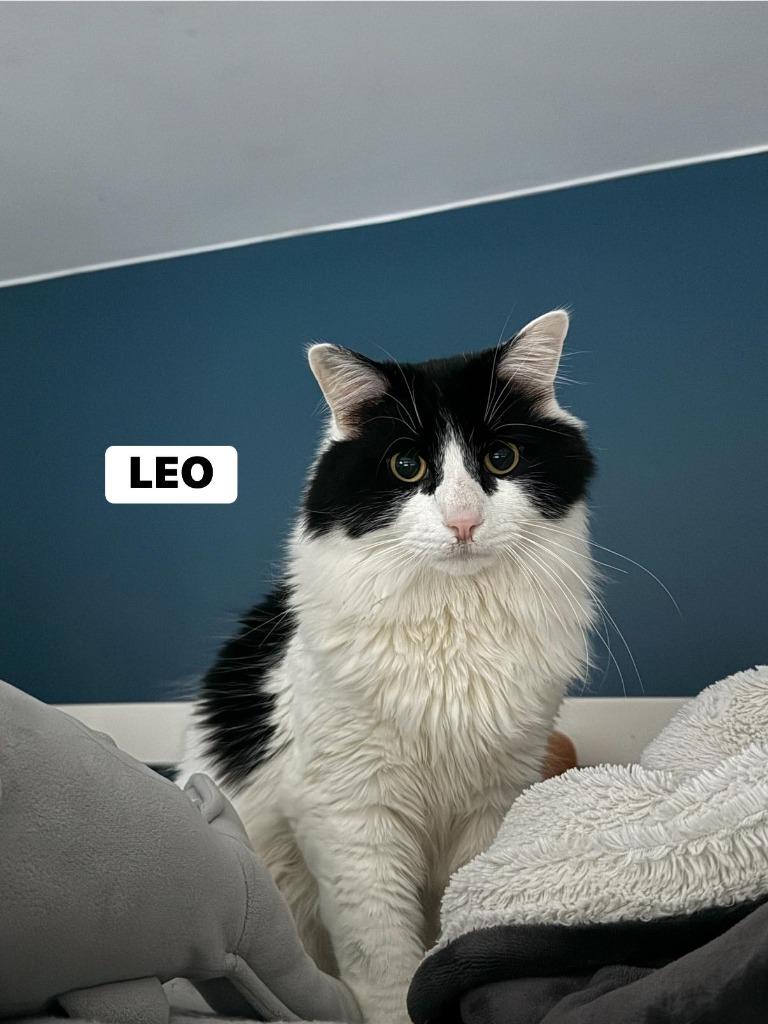 Enlarge Leo, a Adoptable mixed breed in Libertyville, IL image 5/5