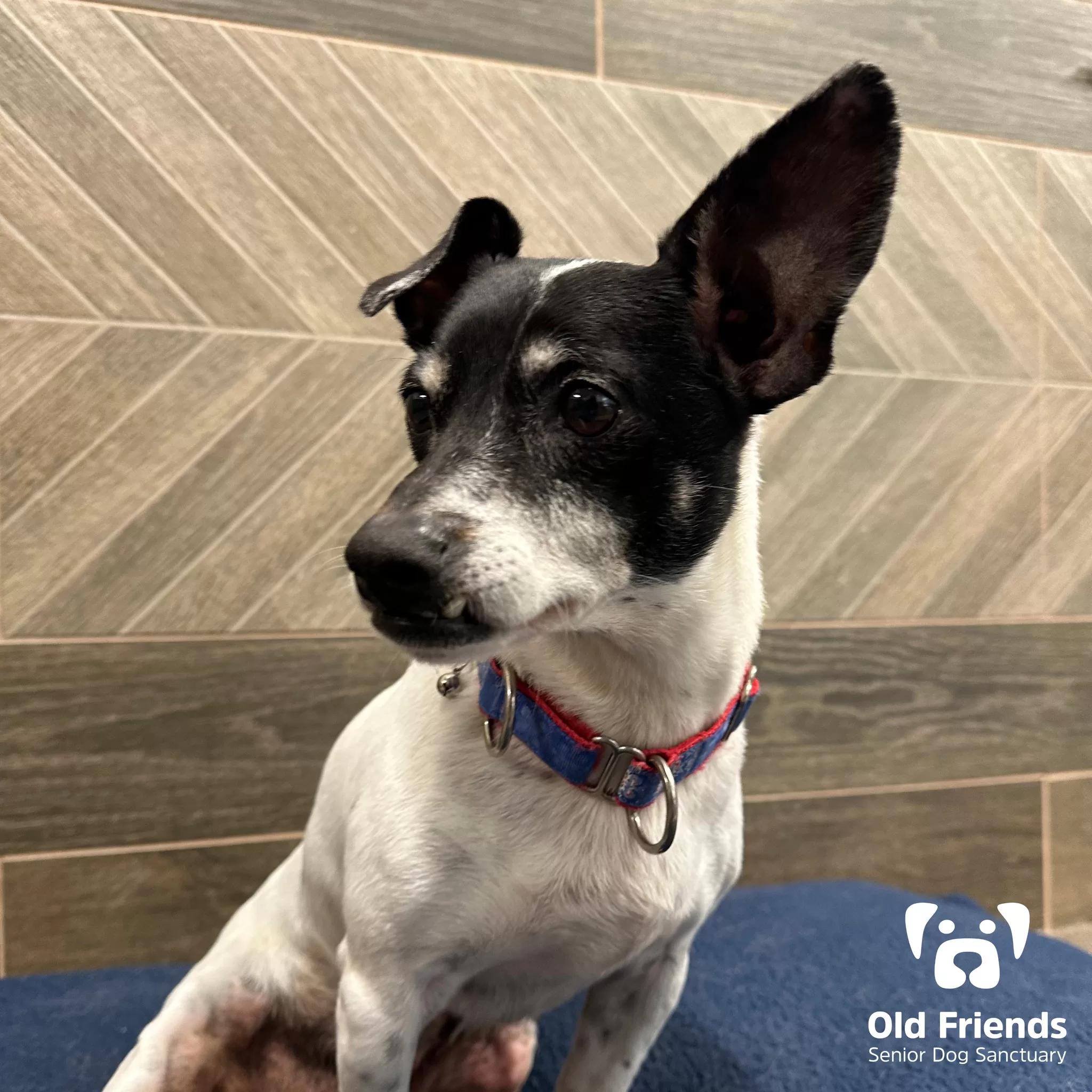 Peter, Adoptable, Senior Male Jack Russell Terrier.