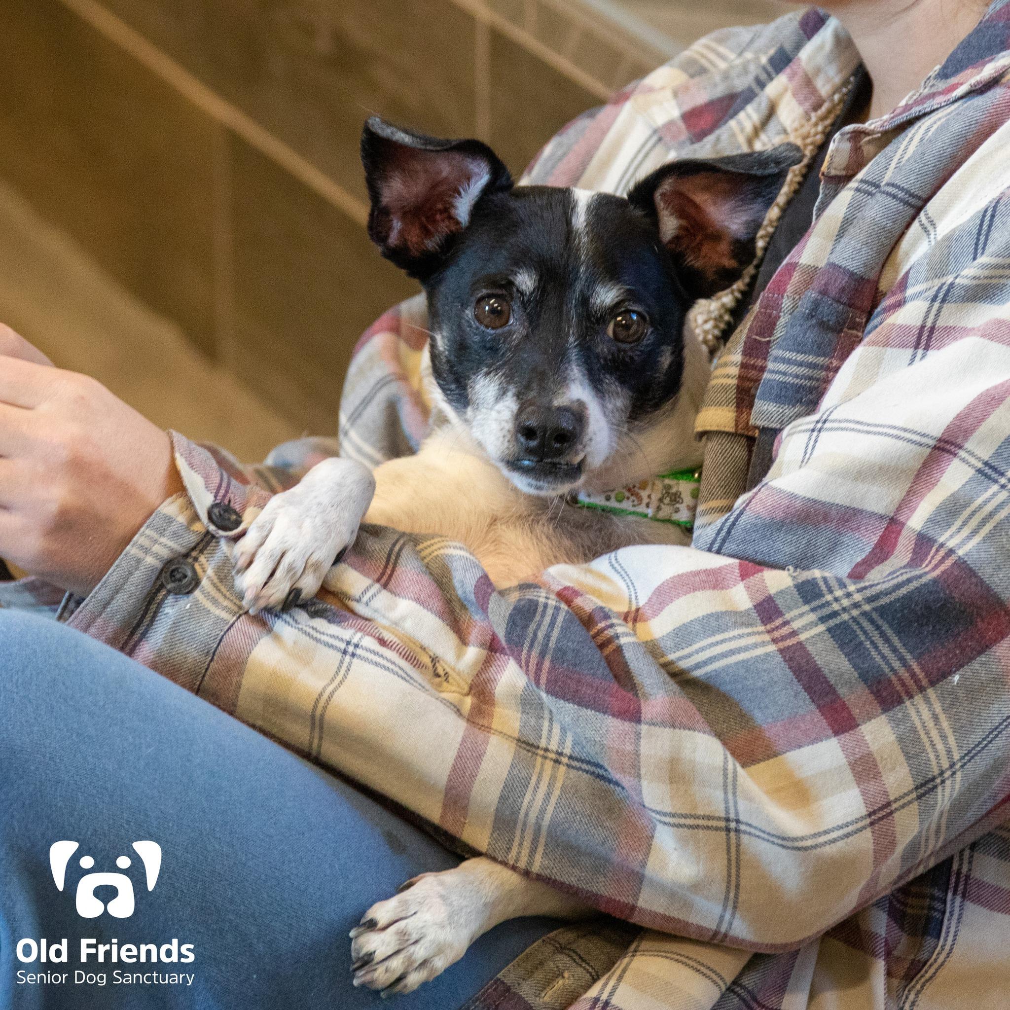 Peter, a Adoptable mixed breed in Mount Juliet, TN image 2/3