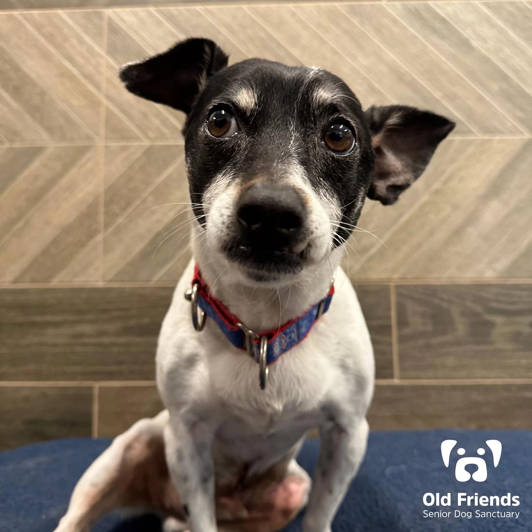 Peter, a Adoptable mixed breed in Mount Juliet, TN image 3/3