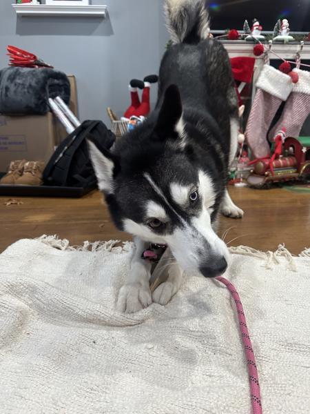 Vale, Adoptable, Adult Female Siberian Husky.