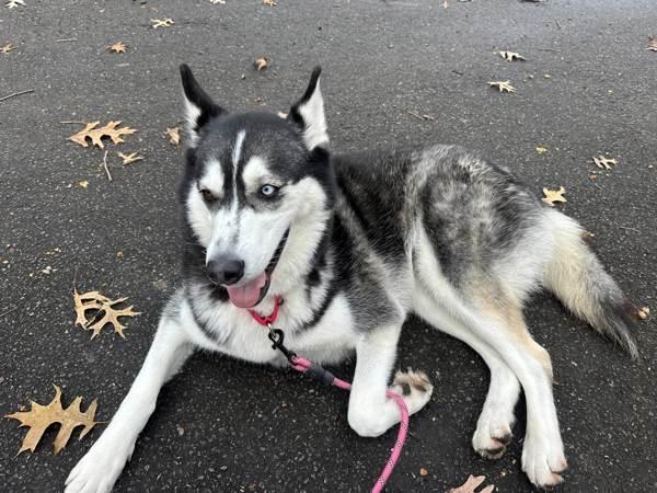 Enlarge Vale, a Adoptable mixed breed in Staten Island, NY image 2/6