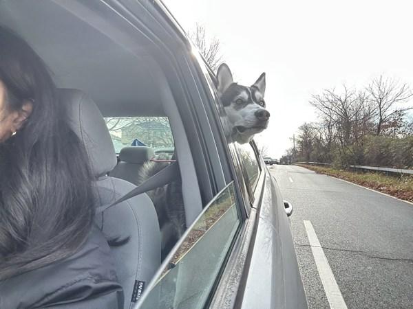 Enlarge Vale, a Adoptable mixed breed in Staten Island, NY image 3/6