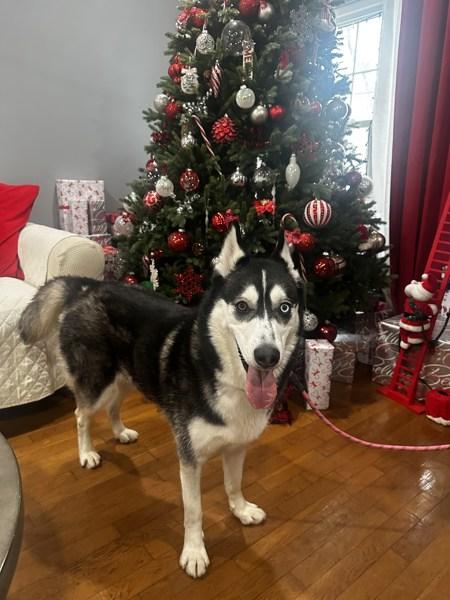 Enlarge Vale, a Adoptable mixed breed in Staten Island, NY image 4/6