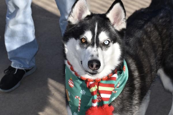 Enlarge Vale, a Adoptable mixed breed in Staten Island, NY image 5/6