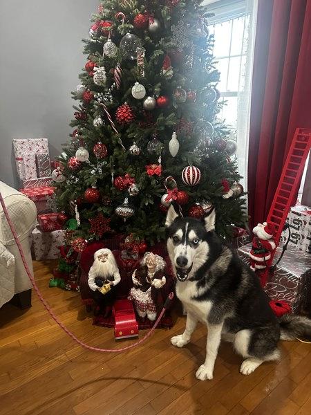 Enlarge Vale, a Adoptable mixed breed in Staten Island, NY image 6/6