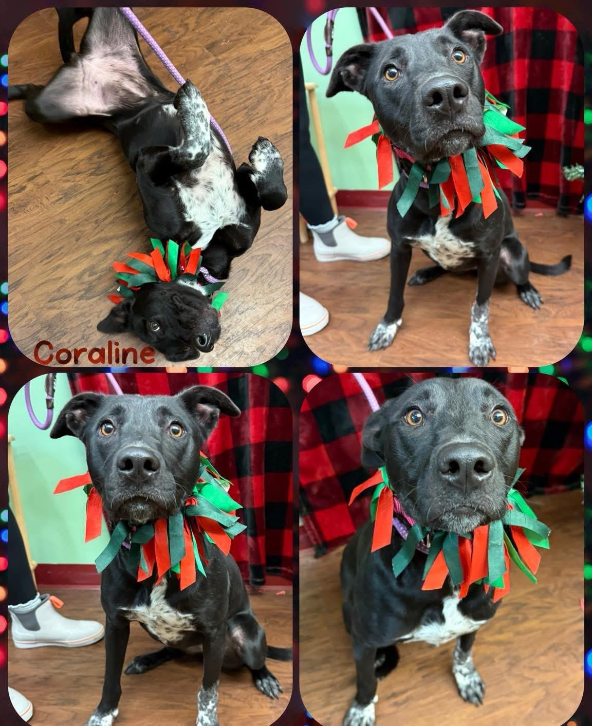 Coraline , ADOPTABLE, Adult Female Pit Bull Terrier.