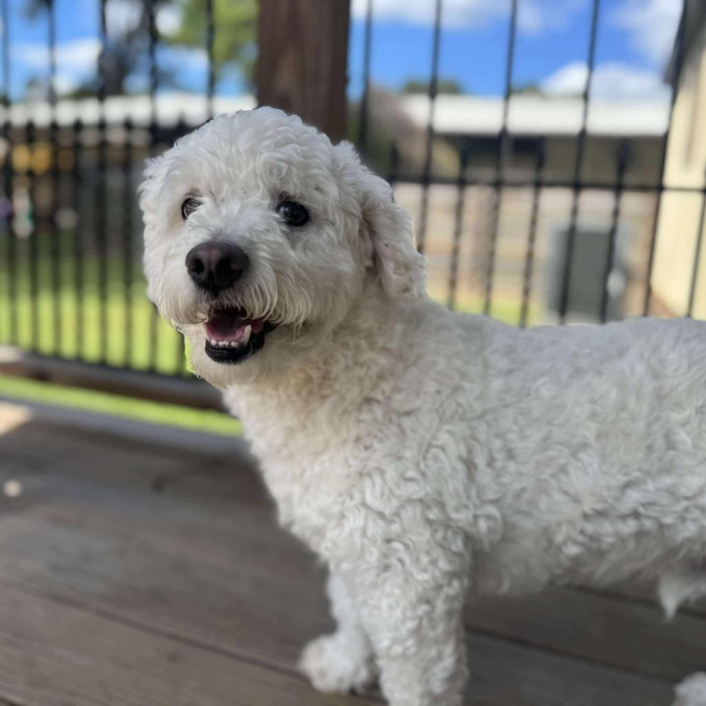 Cearcy Kye (Charlie) — thumbnail 3