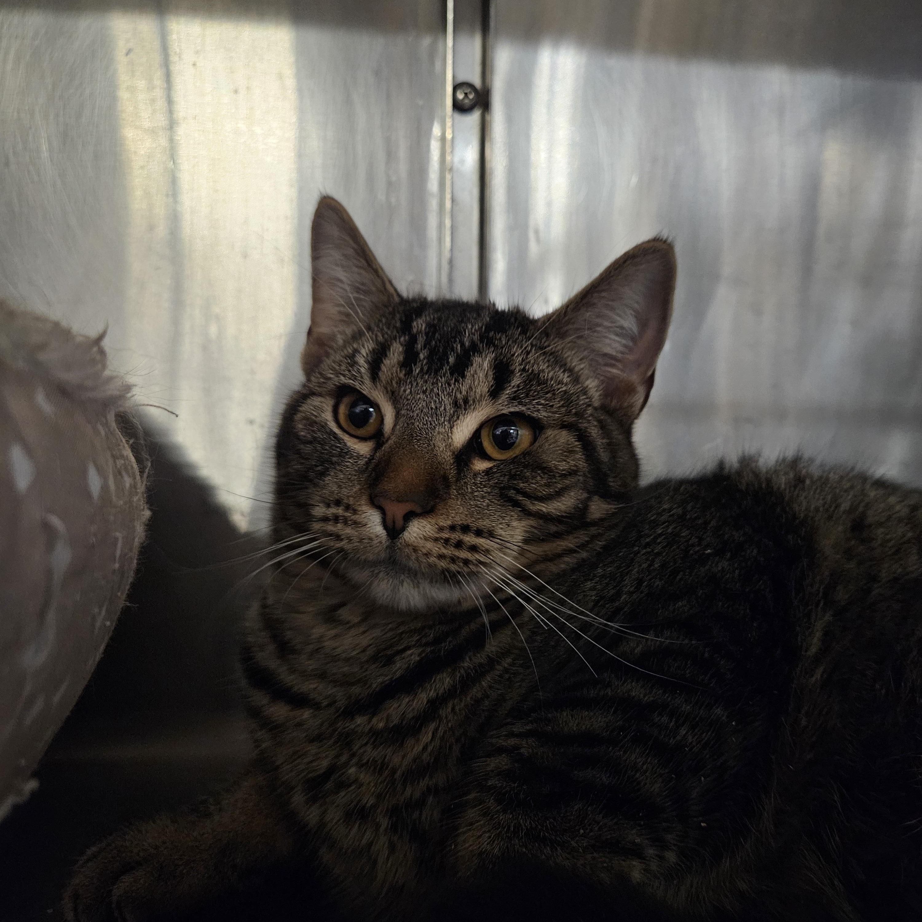 Hazel, a ADOPTABLE mixed breed in Old Bridge, NJ image 1/2