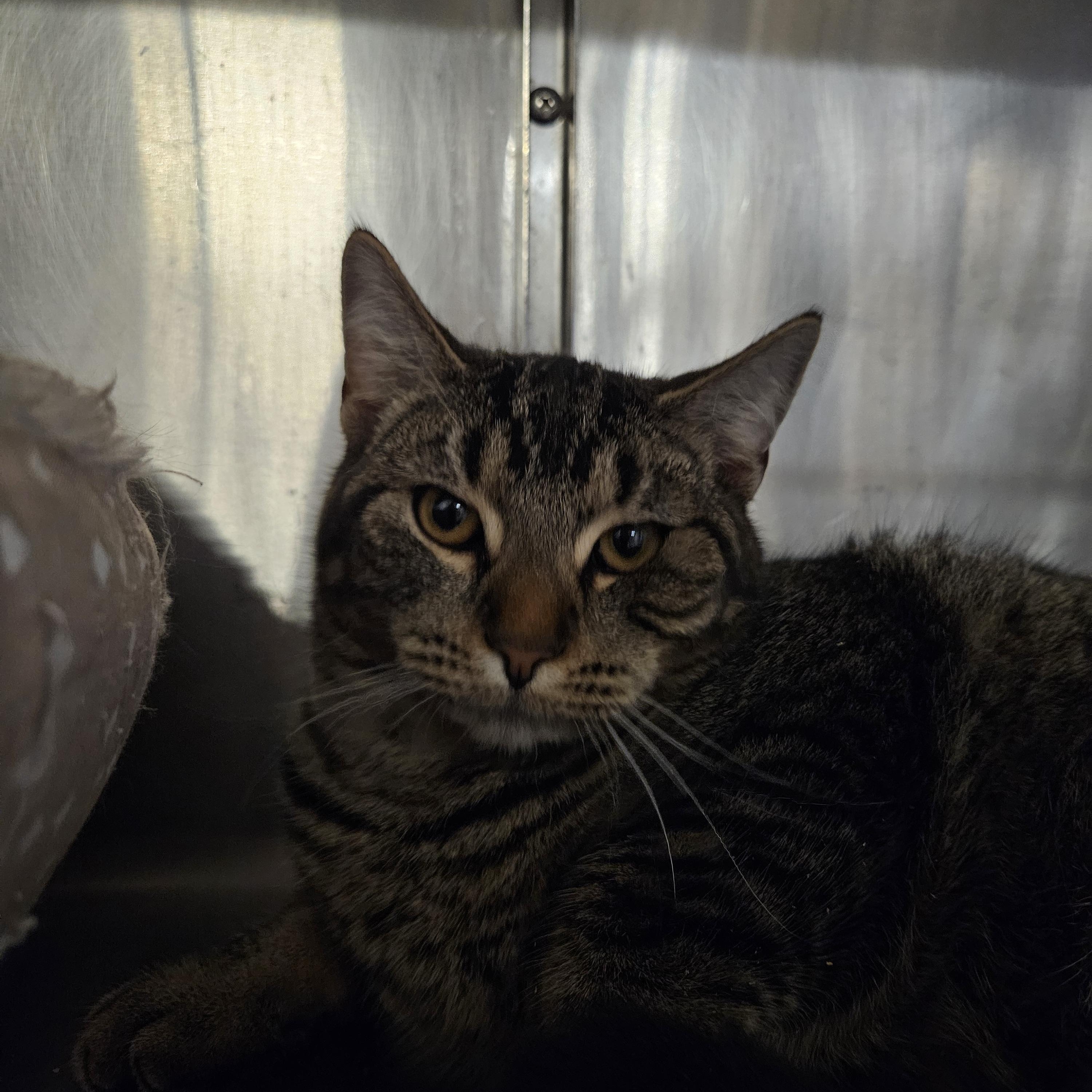 Hazel, a ADOPTABLE mixed breed in Old Bridge, NJ image 2/2