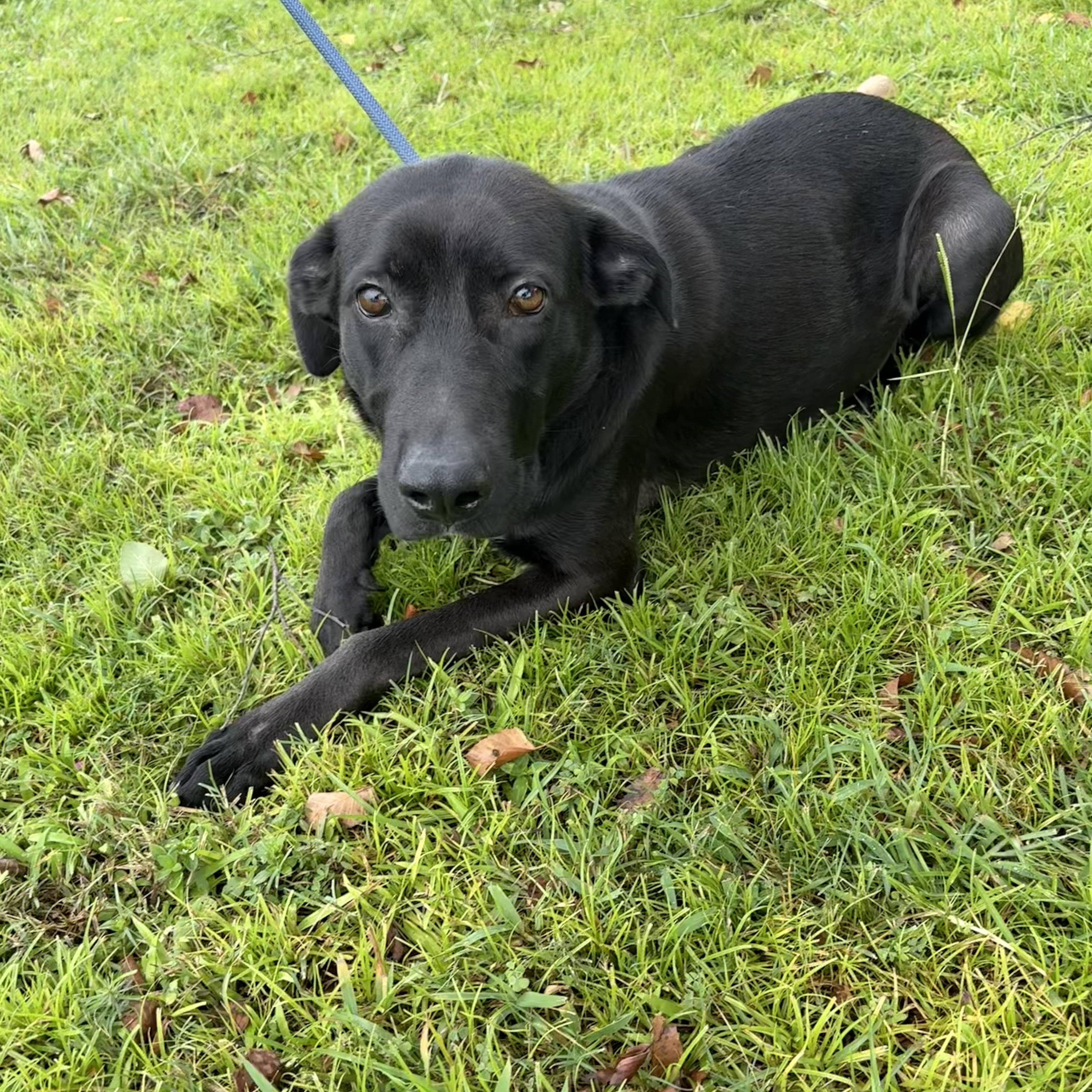 Enlarge Lilly, a ADOPTABLE mixed breed in Valdosta, GA image 2/2
