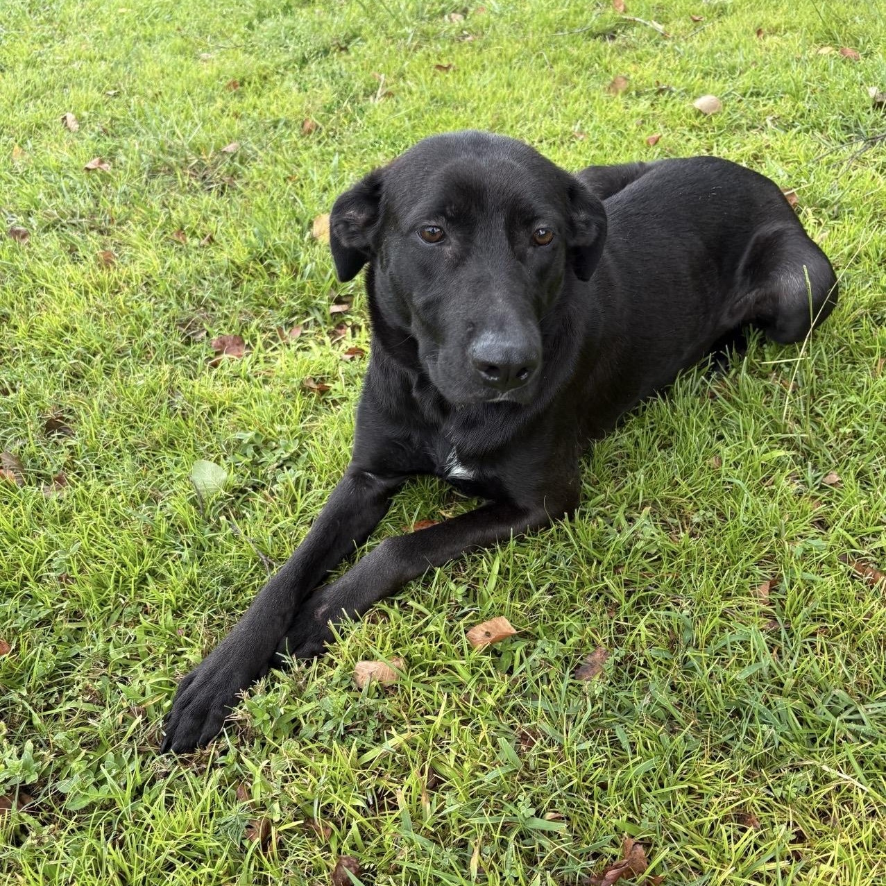 Lilly, ADOPTABLE, Young Female Labrador Retriever.