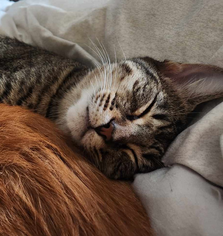 Jalapeno, a Adoptable Domestic Short Hair in Coppell, TX image 1/10