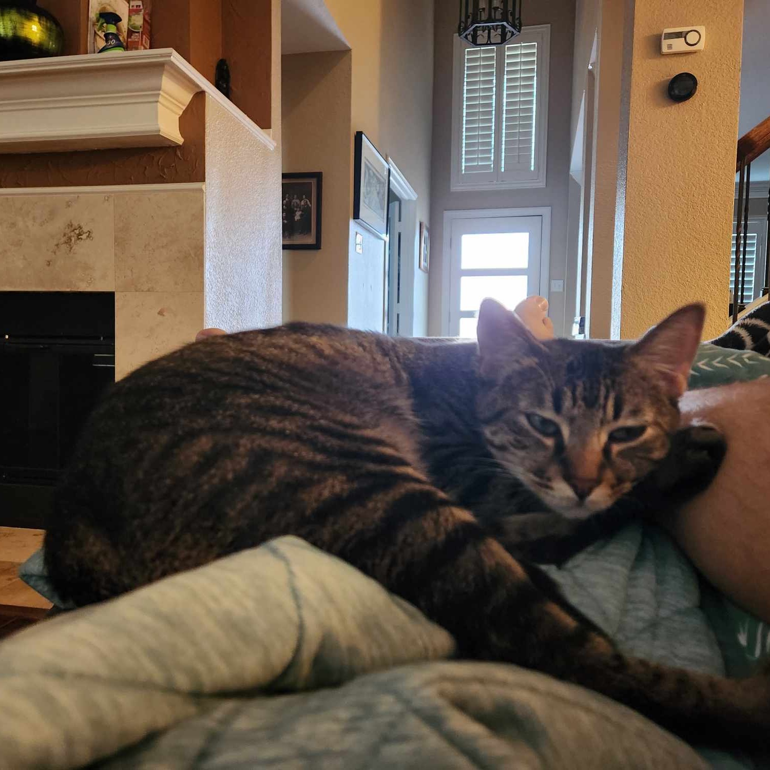 Jalapeno, a Adoptable Domestic Short Hair in Coppell, TX image 6/10