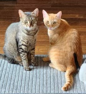 Enlarge Jalapeno, a Adoptable Domestic Short Hair in Coppell, TX image 7/10