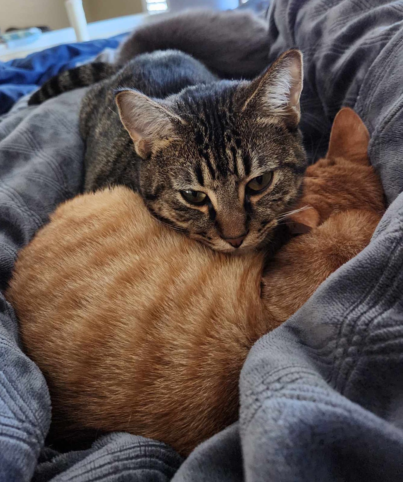 Enlarge Jalapeno, a Adoptable Domestic Short Hair in Coppell, TX image 8/10