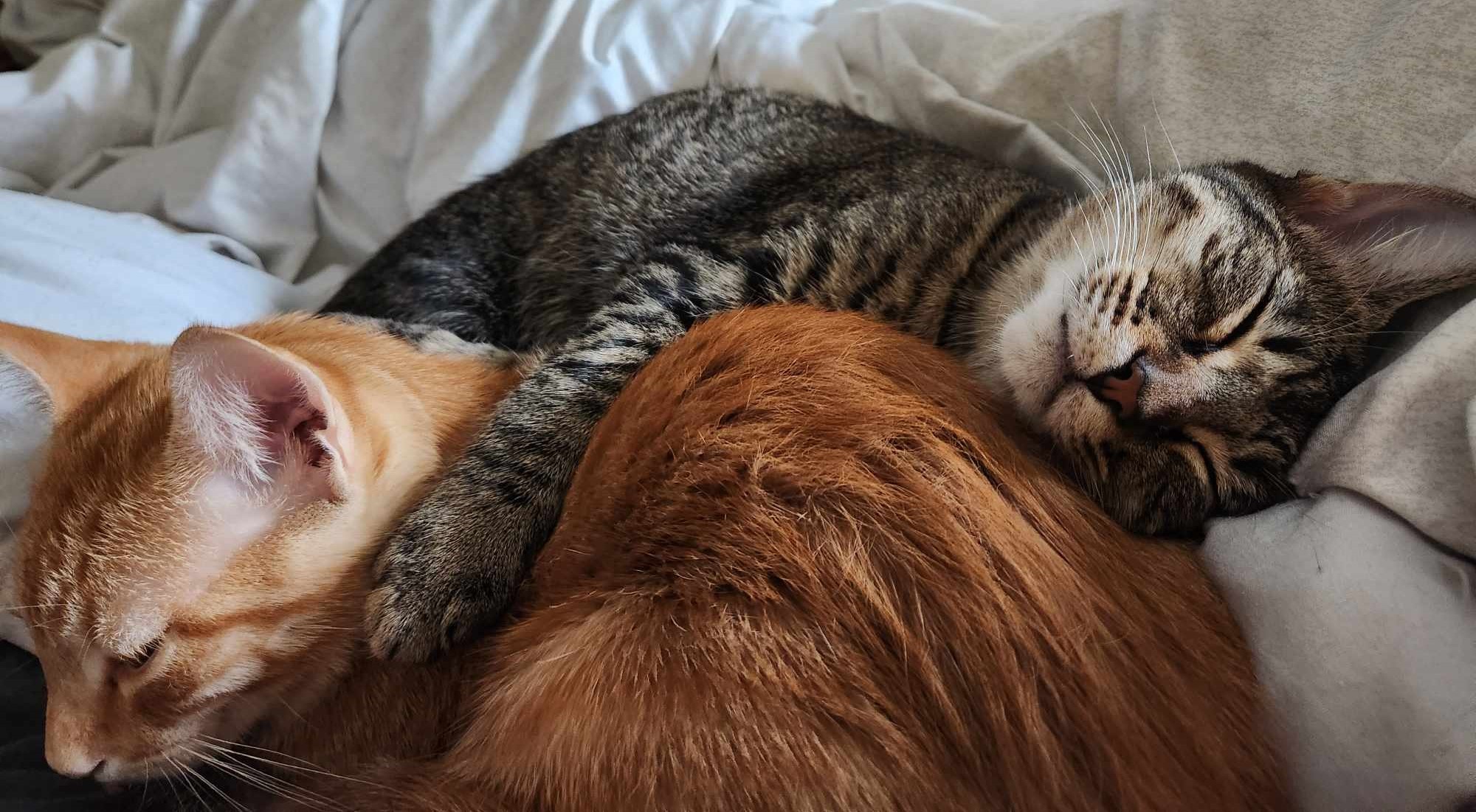 Enlarge Jalapeno, a Adoptable Domestic Short Hair in Coppell, TX image 10/10