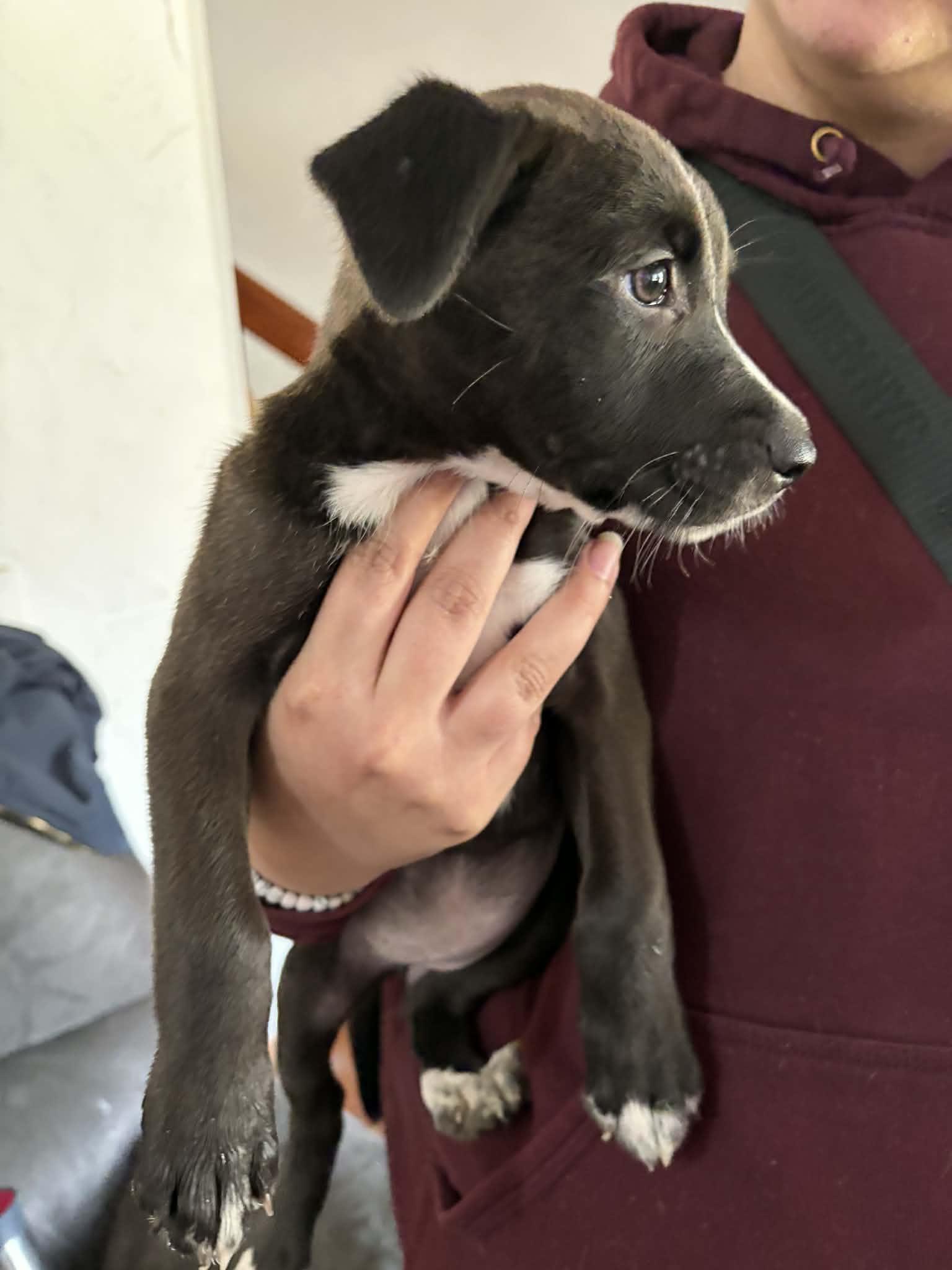 Enlarge Maggie, an adoptable mixed breed in Clinton, WI image 4/6