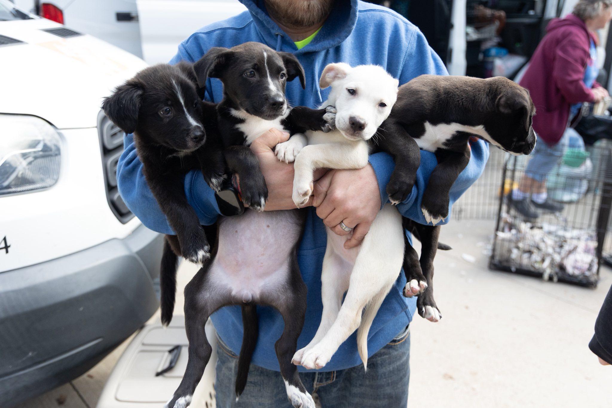 Enlarge Maggie, an adoptable mixed breed in Clinton, WI image 6/6