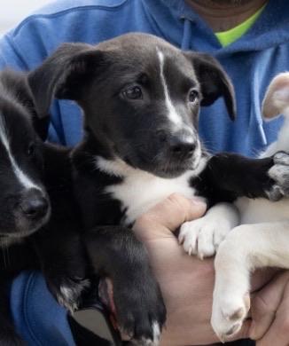 Maggie, adoptable, Puppy Female Mixed Breed.