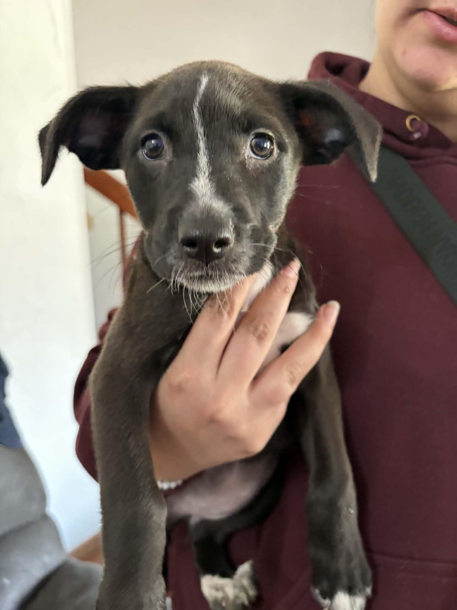 Enlarge Maggie, an adoptable mixed breed in Clinton, WI image 5/6