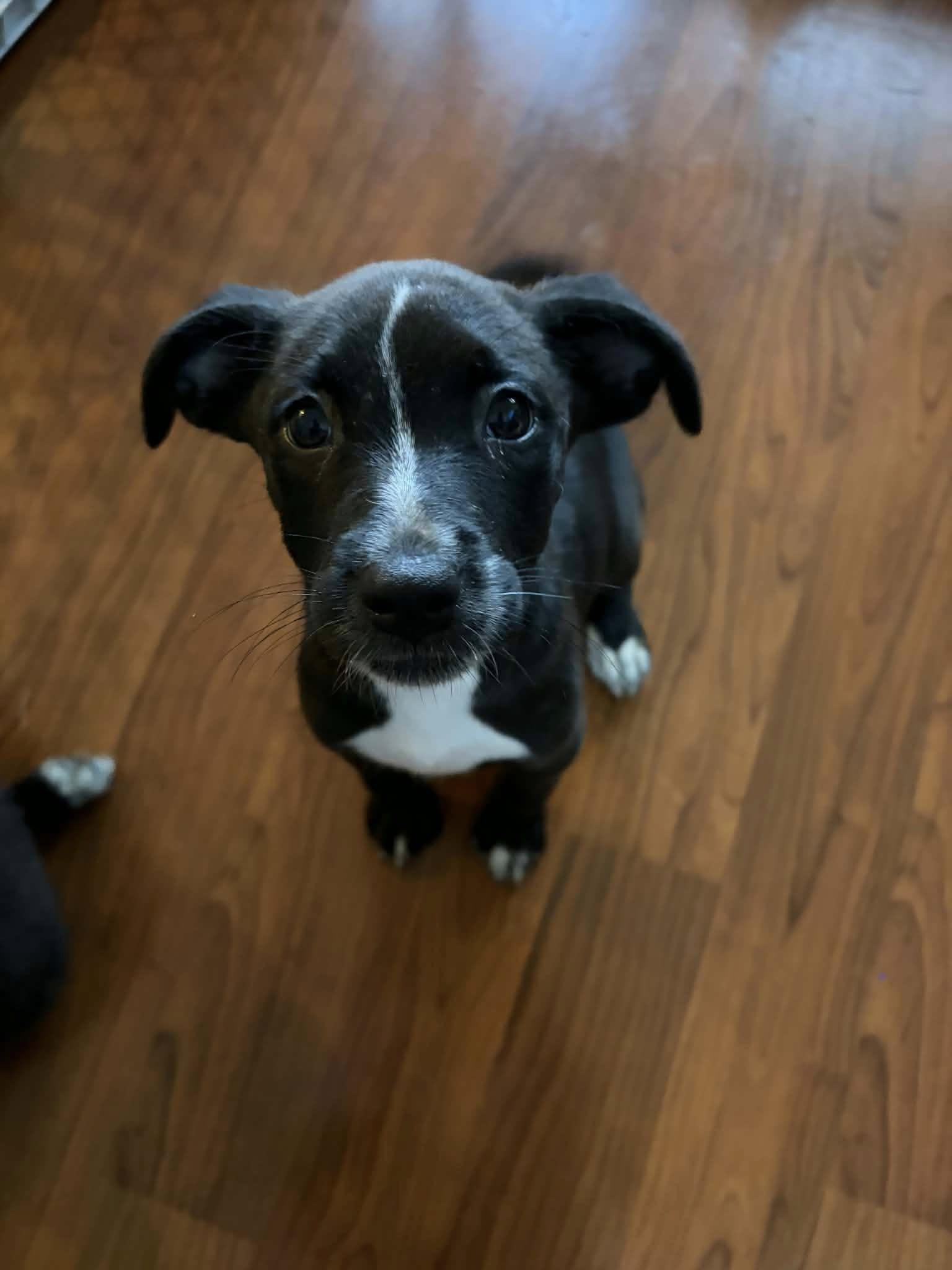 Enlarge Maggie, an adoptable mixed breed in Clinton, WI image 3/6