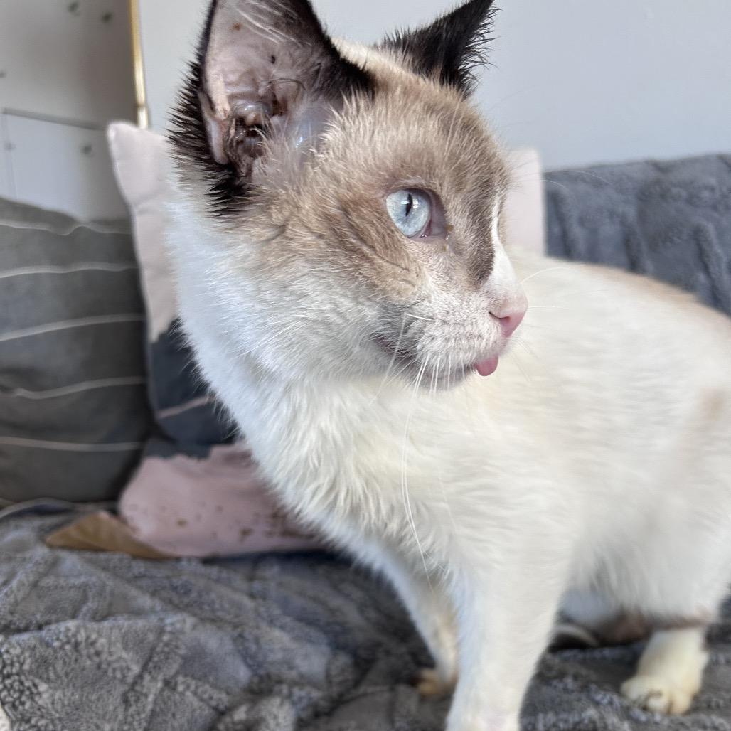 Karma, a Adoptable mixed breed in Bountiful, UT image 1/6