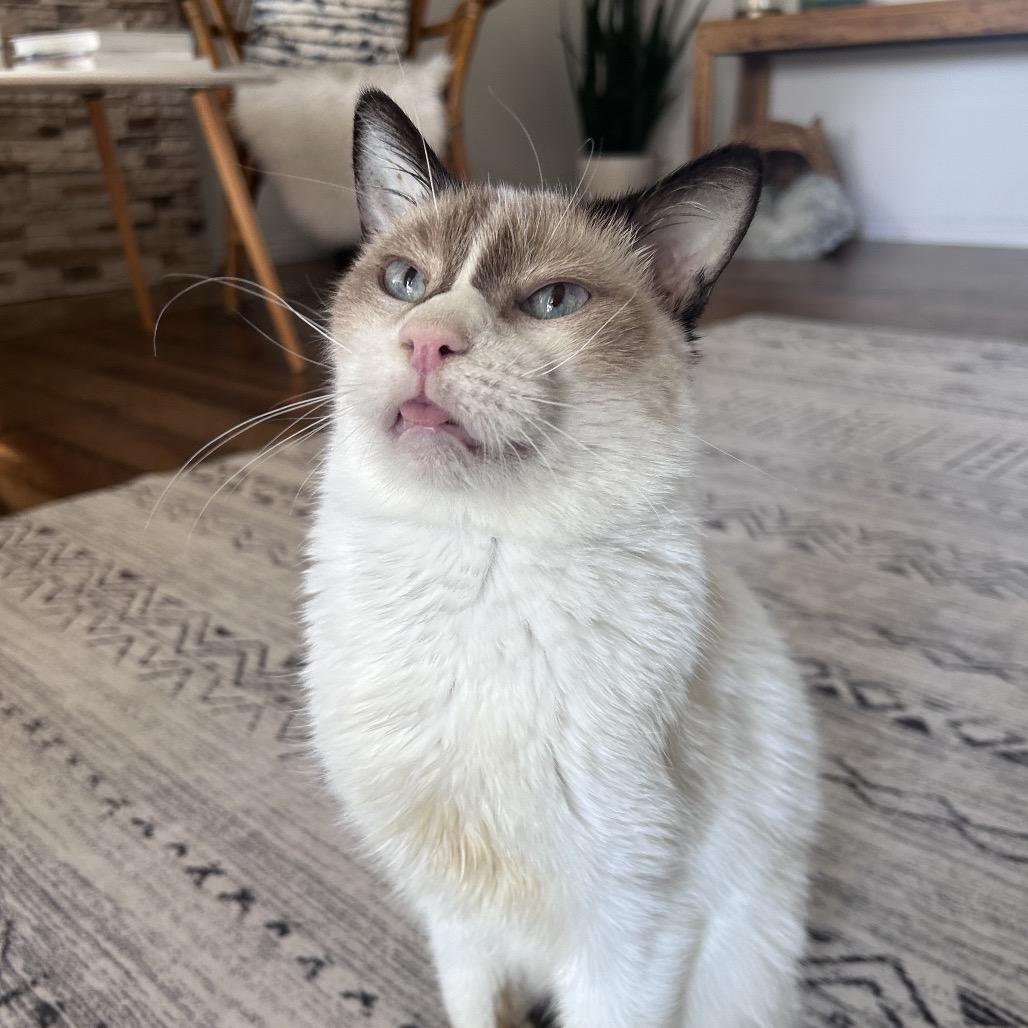 Karma, a Adoptable mixed breed in Bountiful, UT image 2/6