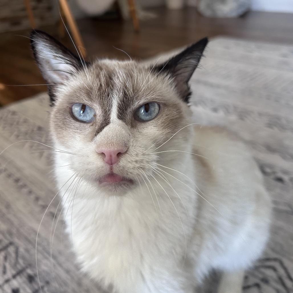 Karma, a Adoptable mixed breed in Bountiful, UT image 4/6